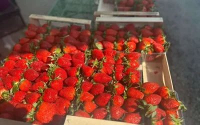 Proleće na čačanskoj pijaci: Stigle prve jagode i sveže povrće