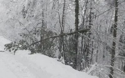 Sneg nije izazvao probleme u Lučanima