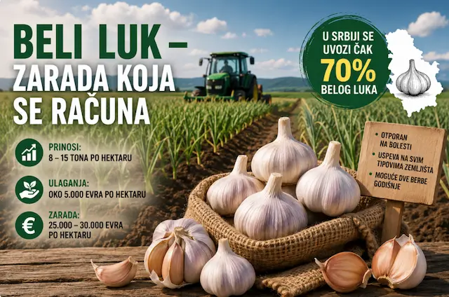 Beli luk kao zlatna šansa za srpske poljoprivrednike
