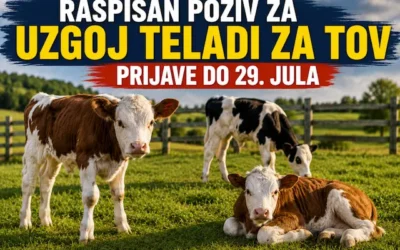 Počeo konkurs za subvencije: Stočarima 20.000 dinara po kravi preko eAgrara