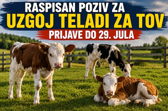 Počeo konkurs za subvencije: Stočarima 20.000 dinara po kravi preko eAgrara